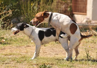 Спаривание разных пород собак: фотографии для сравнения