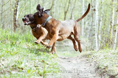 Фото положения собак во время спаривания: особенности и поведение