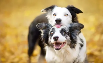 Фотогеничные собаки во время спаривания: изображения в хорошем качестве