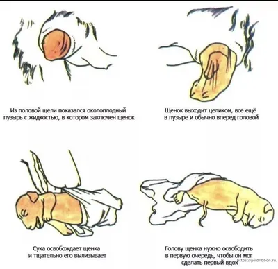 Как выглядит петля у собаки перед родами фотографии