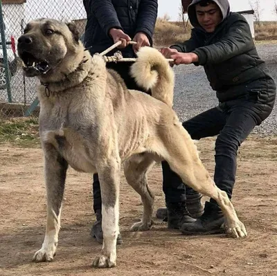 Калган собака: фотографии, отражающие всю ее красоту и неповторимость