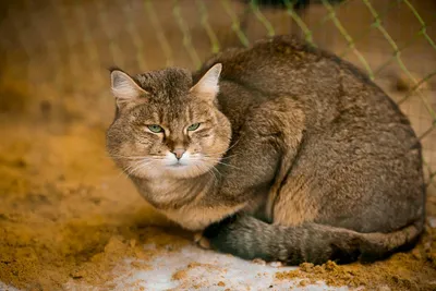 Камышовый кот 🐀🐈🐱😺🍂 дикий степной…» — создано в Шедевруме