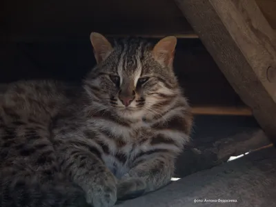 Амурский лесной кот — Википедия