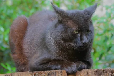 Найден камышовый кот на Международной ул. в Москве | Pet911.ru