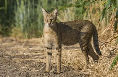 Черный камышовый кот родился в Новосибирском зоопарке