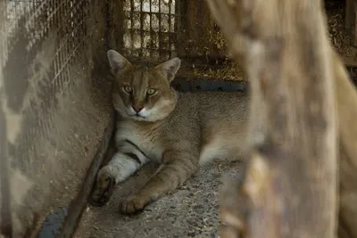 Камышовая кошка или болотная рысь - Zoo