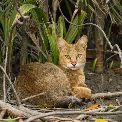 Камышовый Кот — стоковые фотографии и другие картинки 2015 - 2015, Jungle  Cat, Азия - iStock