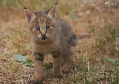 Почему камышовый кот плохой домашний питомец? | PetZona - канал о животных  | Дзен