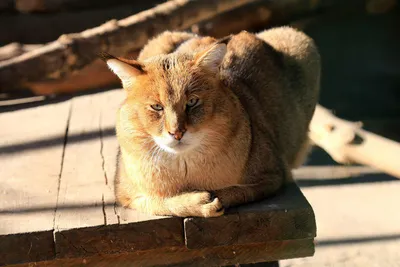 Лицо кошки в профиле на зеленом фоне Грей-камышовый кот Корма для еды  Стоковое Фото - изображение насчитывающей потеха, пушисто: 163162652