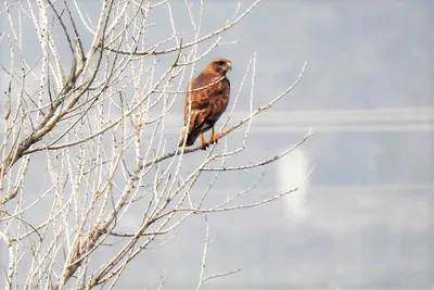 Обыкновенный канюк. (Buteo buteo). Photographer Aleksandr Shipilenko