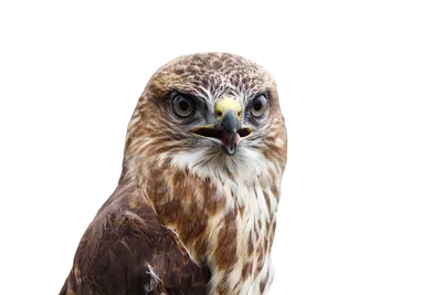 картинки : Животные, Золотой орел, Орел, хищная птица, Accipitriformes,  Accipitridae, воздушный змей, крыло, клюв, канюк, Дикая природа, Сокола,  Стервятник, Морской орел, камень, скопа 1920x1080 - teddy58 - 1599479 -  красивые картинки - PxHere