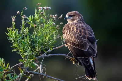 Красноплечий канюк (ПЕРНАТЫЕ ХИЩНЫЕ ПТИЦЫ) · iNaturalist