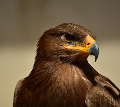 Обычный Канюк (Buteo Buteo), Хищная Птица, Стоящая В Лесу Весенним Днем  Фотография, картинки, изображения и сток-фотография без роялти. Image  73394773