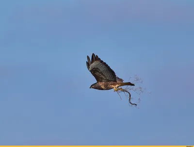 Канюк (Buteo buteo). Птицы Европейской России.