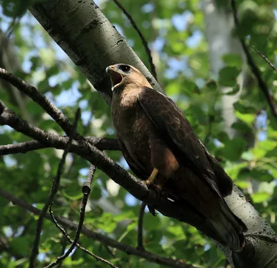 Канюк (Buteo buteo). Птицы Казахстана.