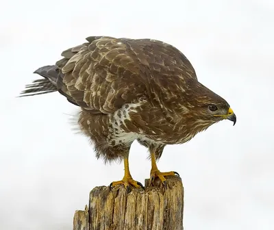 Канюк (Buteo buteo). Птицы Сибири.