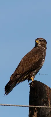 Black Hawk | Хищные птицы, Канюк, Птицы