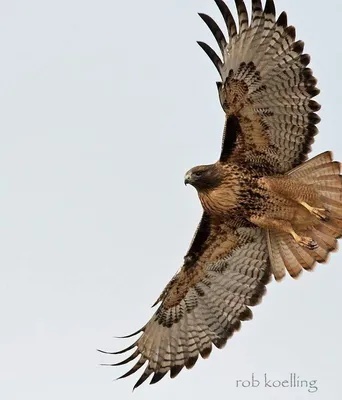 Канюк (Buteo buteo). Птицы Европейской России.