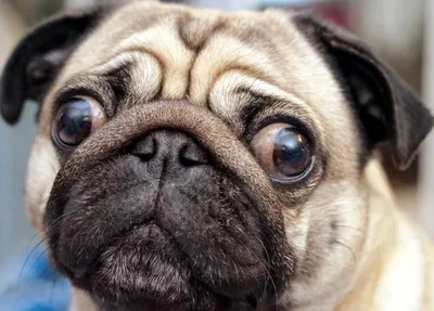 Фото с карбунклами у собаки в высококачественном webp формате