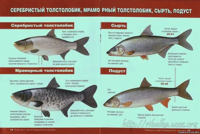 Карп Кои 16-18 см «Премиум» класс / рыба для пруда — Интернет-магазин —  АкваЛайн