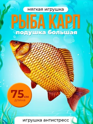 В структуре производства прудовой рыбы 70 % занимает карп