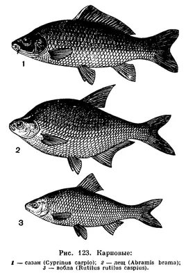 Семейство Карповые (Cyprinidae) | это... Что такое Семейство Карповые  (Cyprinidae)?