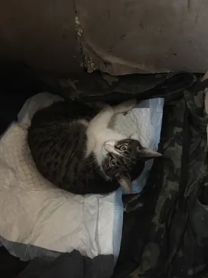 Больной кот в пеленках стоковое фото. изображение насчитывающей его -  66235178