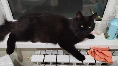 Очень толстый кот болеющий соплями» — создано в Шедевруме