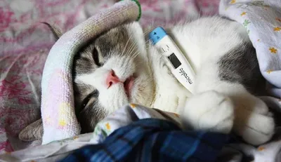 Больной кот в пеленках стоковое изображение. изображение насчитывающей  причинять - 66235091
