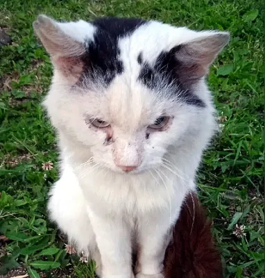 Больной кот Tabby с пластичным воротником Стоковое Изображение -  изображение насчитывающей ангстрома, мило: 106746523