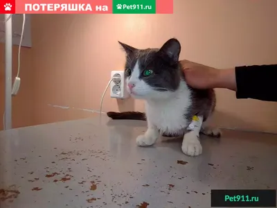 Милый больной кот ждет ветеринара | Премиум Фото