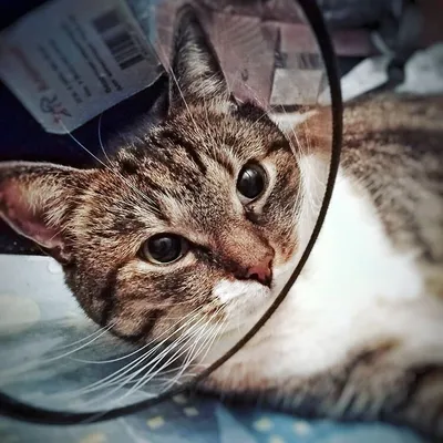 Больной кот пришёл на порог семьи, надеясь, что ему помогут (13 фото) »  Невседома