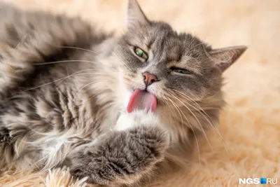 Больной кот помогает выздоравливать другим животным - ФОТО