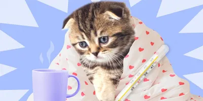 Больной кот с воротником стоковое фото. изображение насчитывающей защитно -  39810468