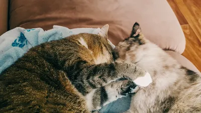 Как правильно знакомить кошек | Приют ЗООДОМ | Дзен