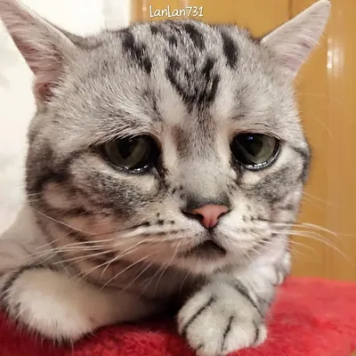 Почему говорят «Кот наплакал»? | Беречь речь | Дзен