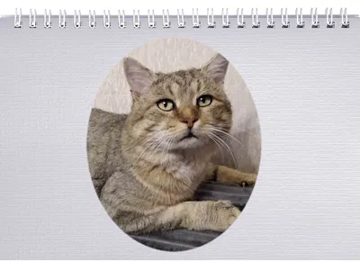 Кот наплакал рисунки легкие (49 фото) » Рисунки для срисовки и не только