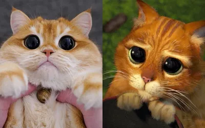 Перед его глазами никто не устоит: соцсети покорил реальный кот из «Шрека»