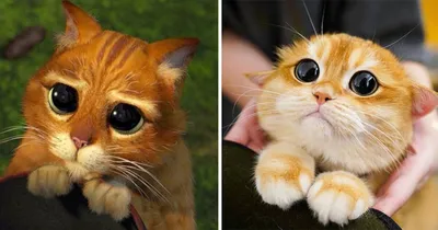 15 фото очаровательного кота, который точь-в-точь как знаменитый персонаж « Шрека»