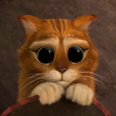 Пользователи сети нашли питомца, который пародирует кота в сапогах из  мультфильма \"Шрек\" - сходство и правда большое | Котик-Бегемотик | Дзен