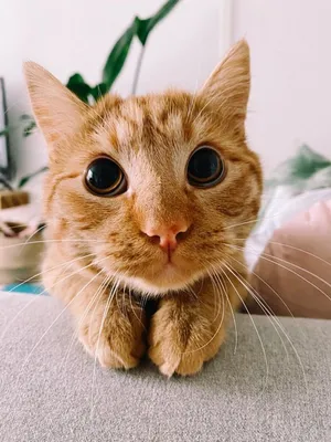 Перед его глазами никто не устоит: соцсети покорил реальный кот из «Шрека»