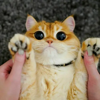 Породы кошек с большими глазами или \"покоряющие взглядом\" | Наш дом в  Новороссийске | Дзен