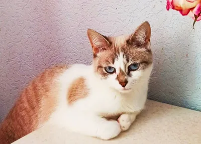 Кот с самыми большими глазами завоевал сердца пользователей Instagram