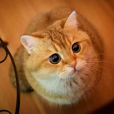 15 фото очаровательного кота, который точь-в-точь как знаменитый персонаж « Шрека»