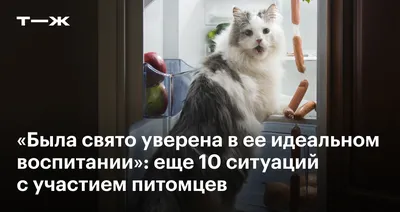 Кот из Шрека существует🥺 | ВПШ | ВКонтакте
