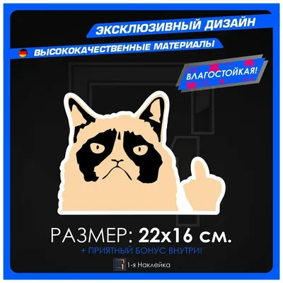 Кот показывает фак / смешные картинки и другие приколы: комиксы, гиф  анимация, видео, лучший интеллектуальный юмор.