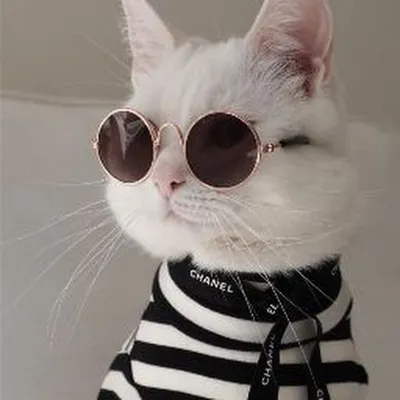 милый крутой кот в очках, краска, животное, солнечные очки фон картинки и  Фото для бесплатной загрузки