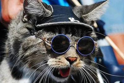 Наклейка \"Кот в черных очках\", 150*150, вид 3, Арт рэйсинг - купить по  выгодным ценам в интернет-магазине OZON (249317670)