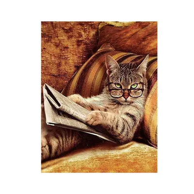 Кот в очках и кепке (26 фото) | Кепка, Очки, Кошечка