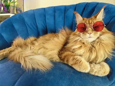 Кот в очках обои - 54 фото